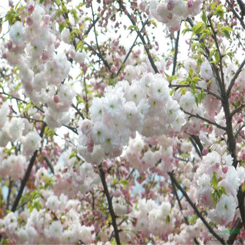 出售大櫻花樹批發(fā)價(jià)格