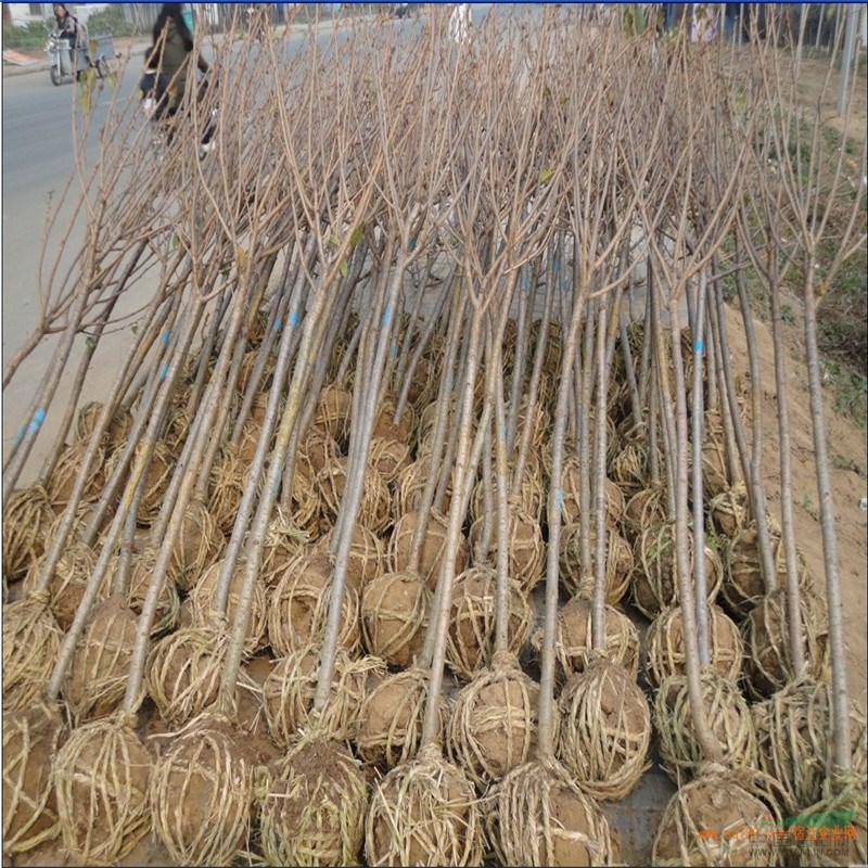 山東櫻花小苗多少錢一棵