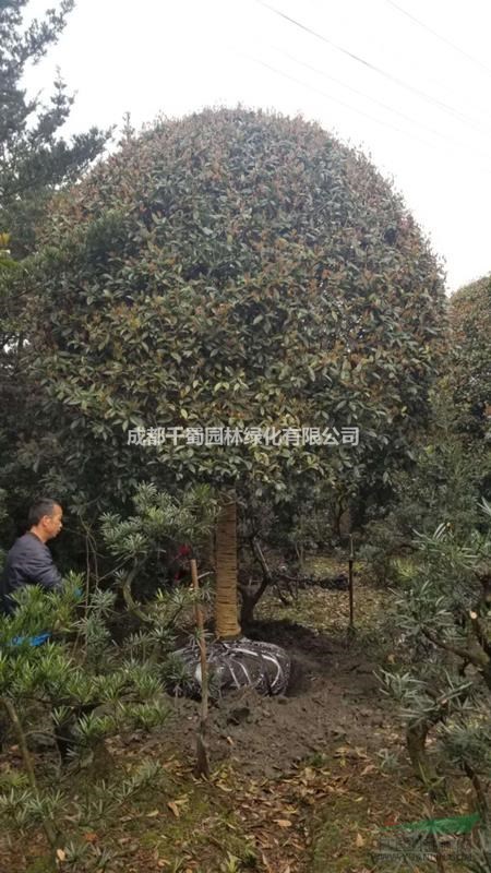 桂花種植基地 四川高桿精品桂花分枝點1.4-1.7米出售中