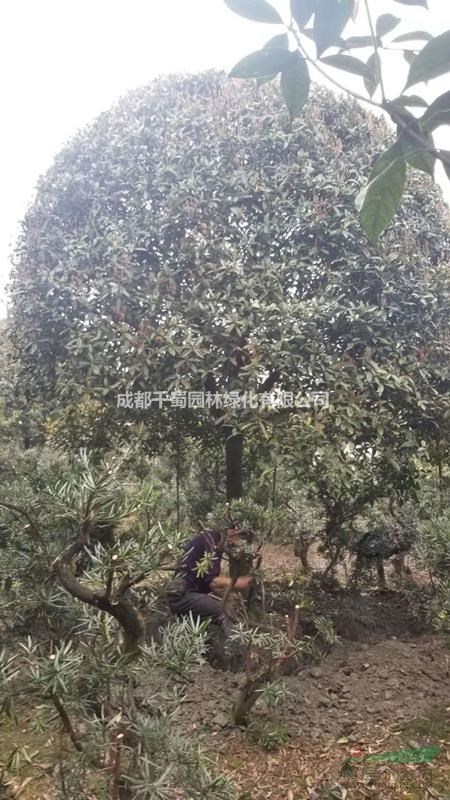 桂花種植基地 四川高桿精品桂花分枝點1.4-1.7米出售中