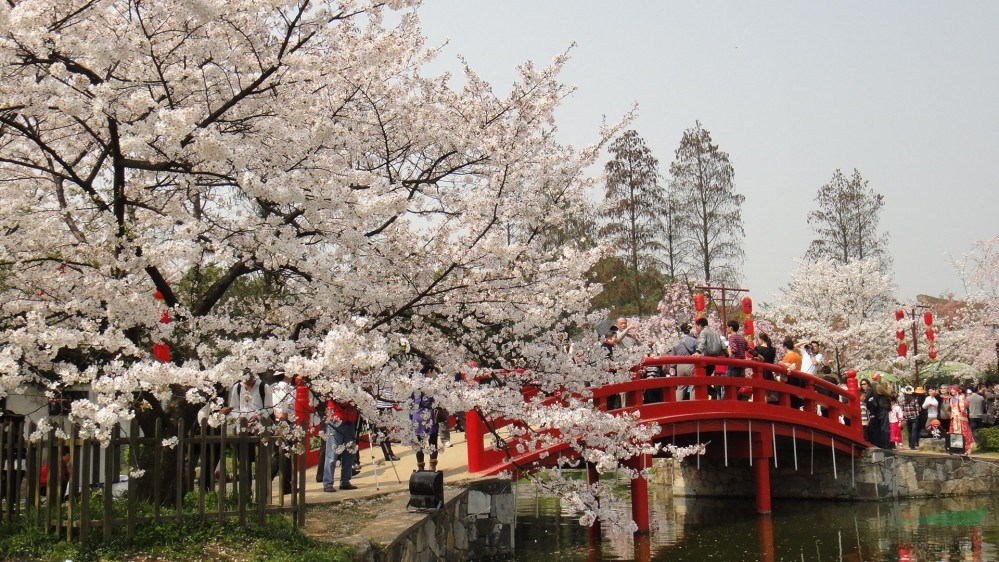 山東大櫻花樹基地