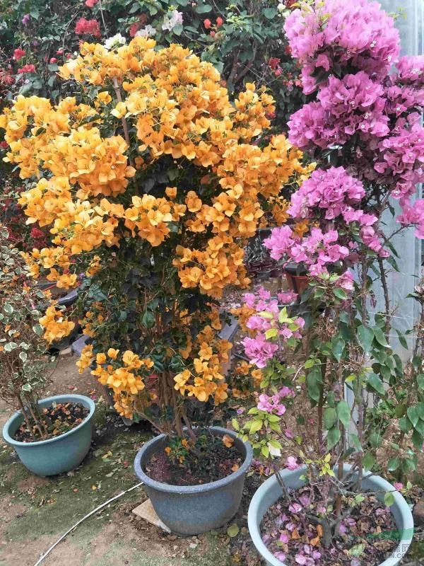 品種三角梅，蒙娜麗莎黃。