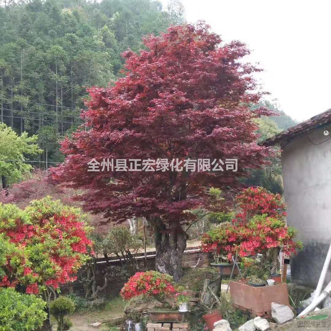 中國紅楓 歐洲紅楓 紅楓價格