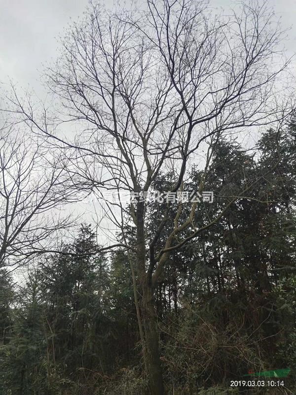 精品樸樹 30公分樸樹