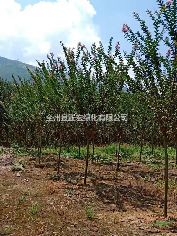 精品紫薇 小葉紫薇 紅花紫薇