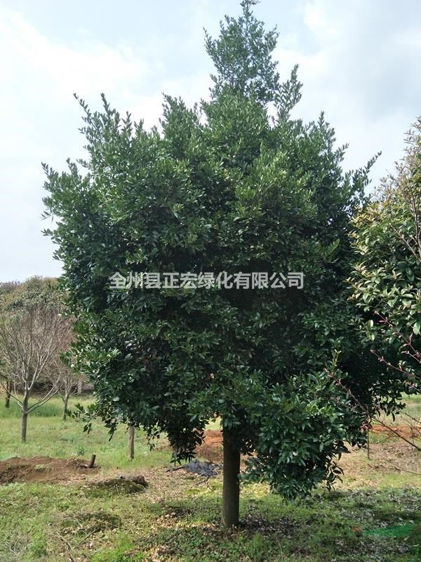 12公分竹柏 15公分竹柏出售