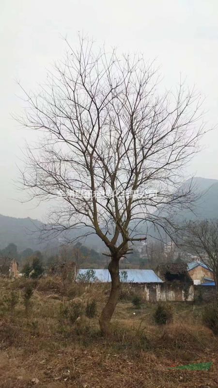 叢生烏桕 25公分烏桕 50公分烏桕