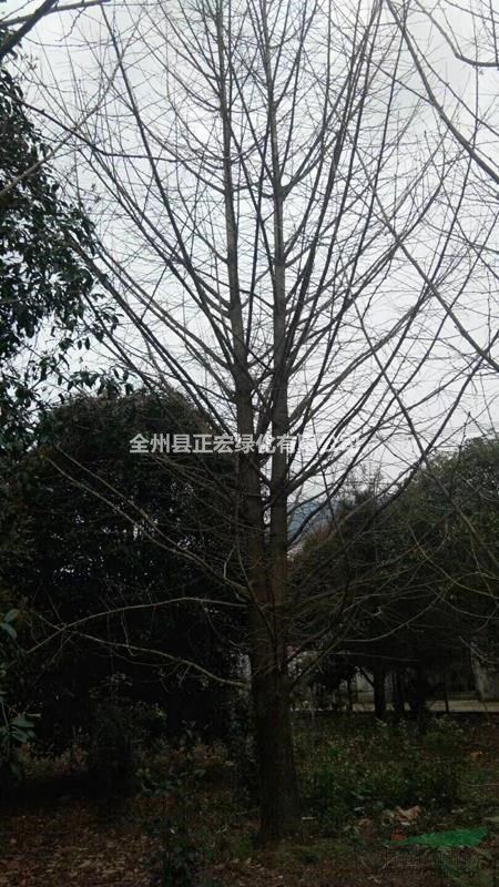 30公分銀杏 銀杏35公分 征地銀杏 