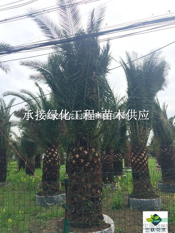 成都銷售  加拿利海棗 