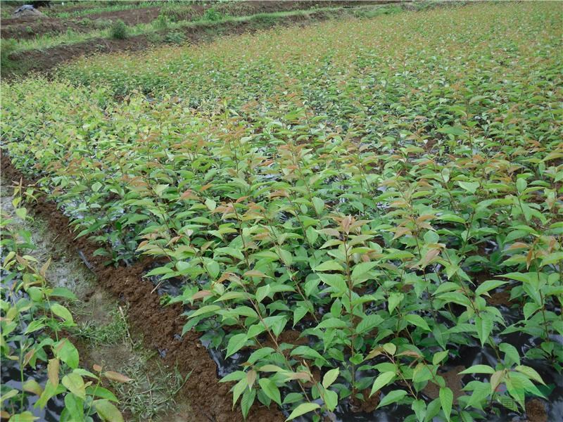 廠家出售3公分晚櫻櫻花苗批發(fā) 廠家櫻花價(jià)格