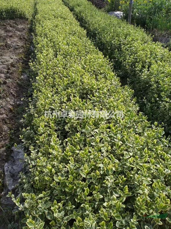 花葉蔓長春藤 (小杯)(蕭山毛球,蕭山小苗,工程用苗專業(yè)配送