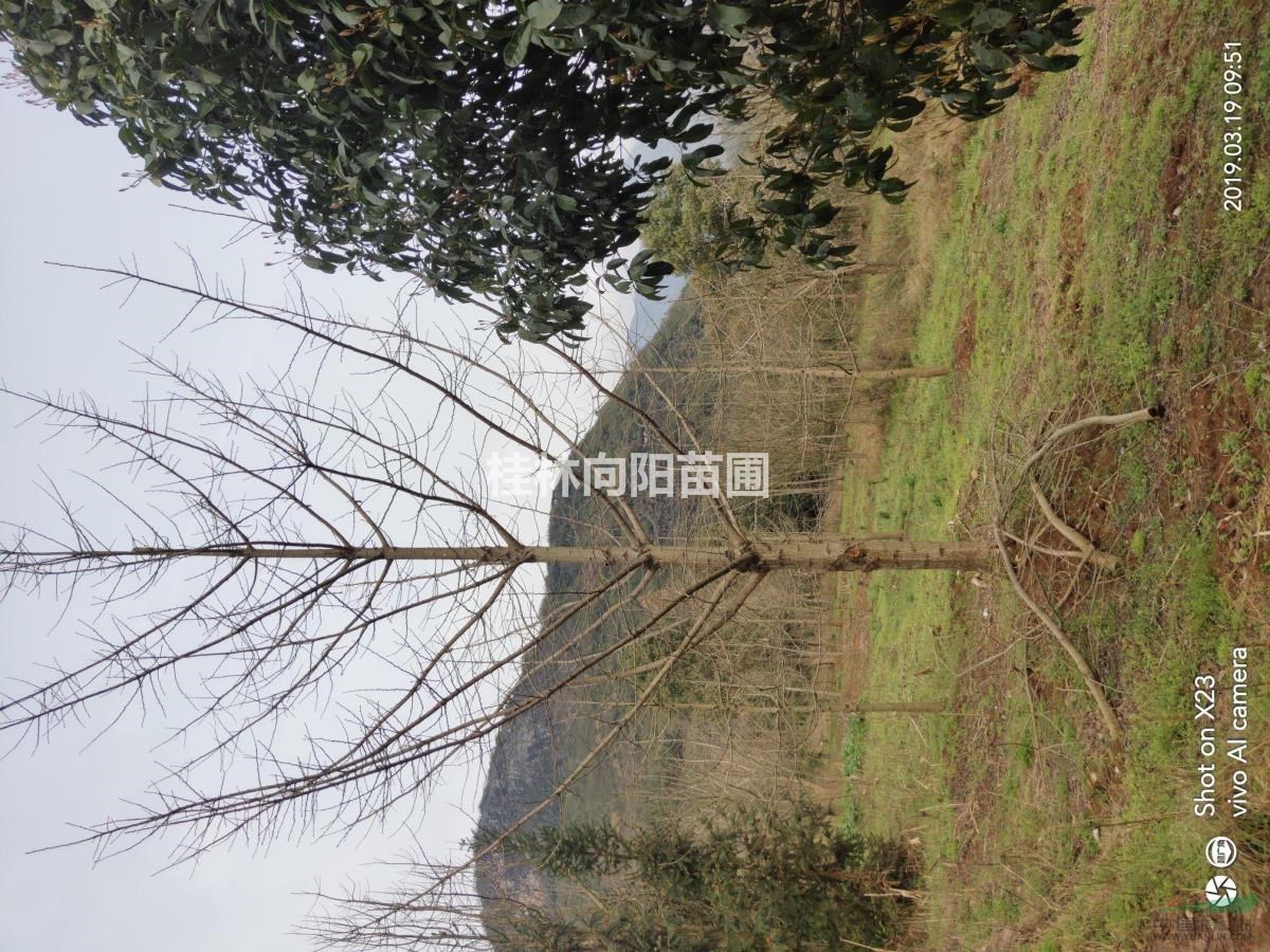 銀杏精品