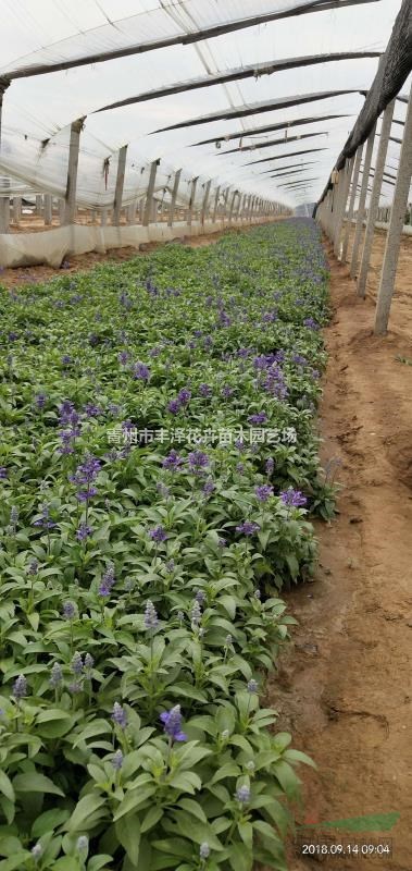 山東藍花鼠尾草基地，鼠尾草價格