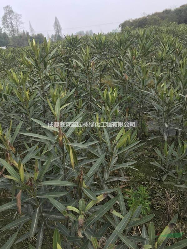 夾竹桃批發(fā)基地 低分枝夾竹桃基地 夾竹桃批發(fā) 出售夾竹桃