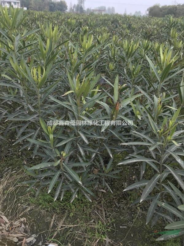 夾竹桃批發(fā)基地 低分枝夾竹桃基地 夾竹桃批發(fā) 出售夾竹桃