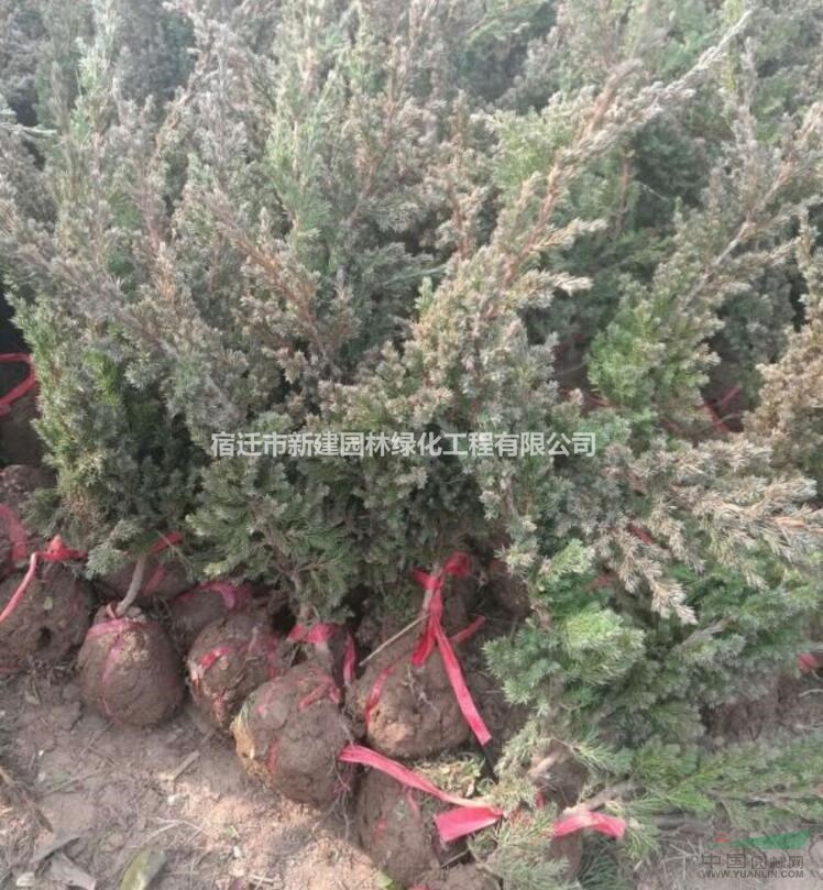 鋪地柏價(jià)格_鋪地柏圖片_鋪地柏產(chǎn)地_爬地柏綠化苗木苗圃基地