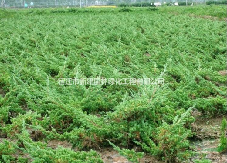 鋪地柏價(jià)格_鋪地柏圖片_鋪地柏產(chǎn)地_爬地柏綠化苗木苗圃基地