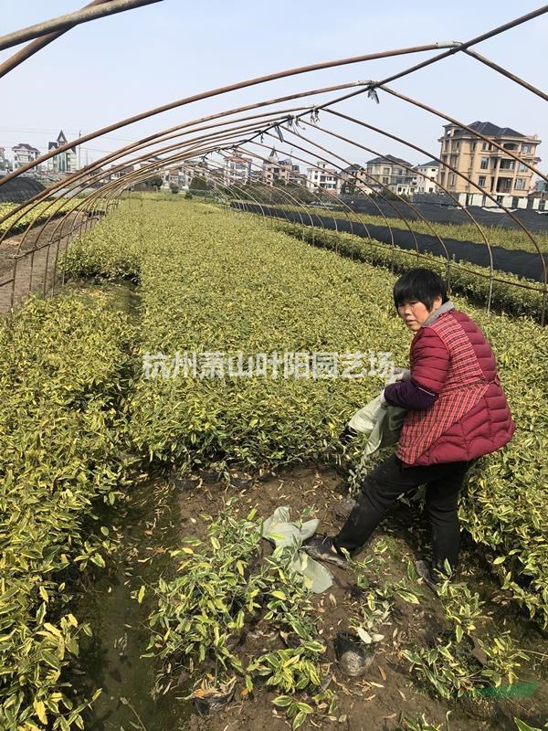 供應金邊無禿子 小杯 大杯及球類