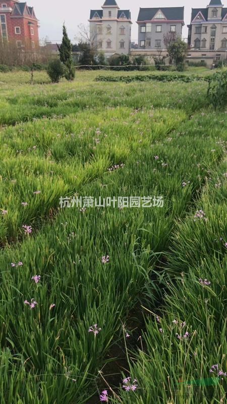 大量低價供應(yīng)蔥蘭