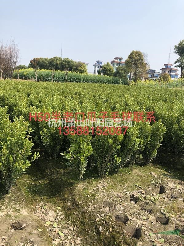 大量供應(yīng)瓜子色塊苗 毛球 及各規(guī)格精品球類