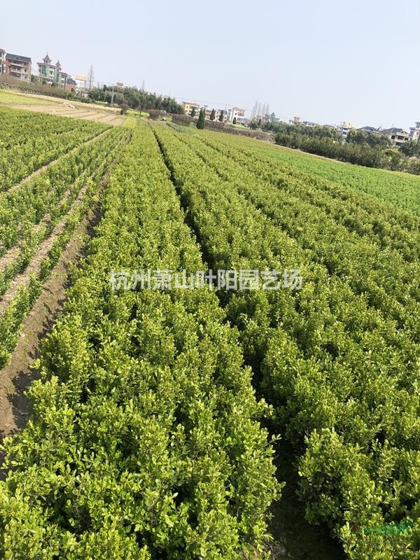 大量供應(yīng)瓜子色塊苗 毛球 及各規(guī)格精品球類