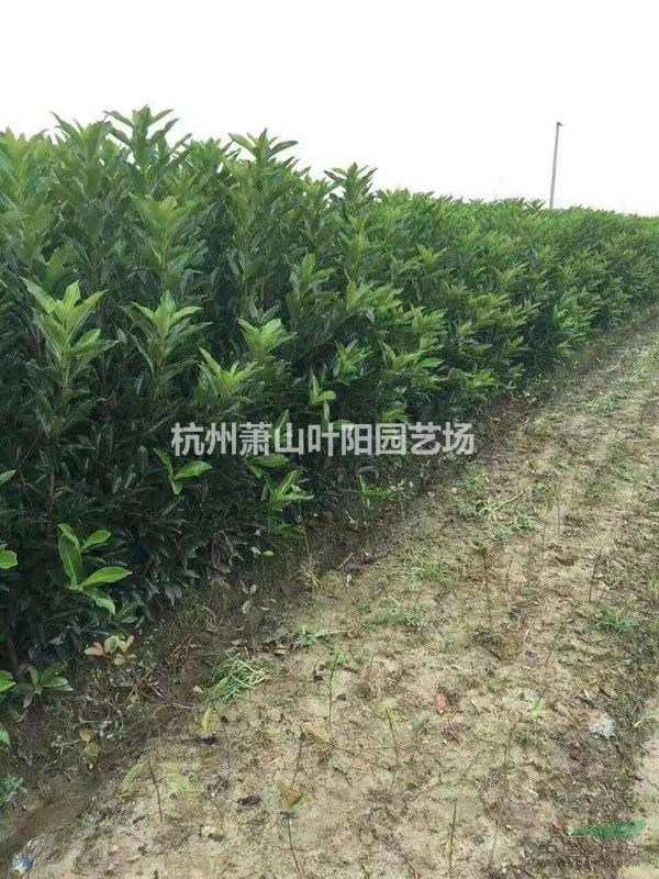 供應H50-300法青 青珊瑚 籬笆苗