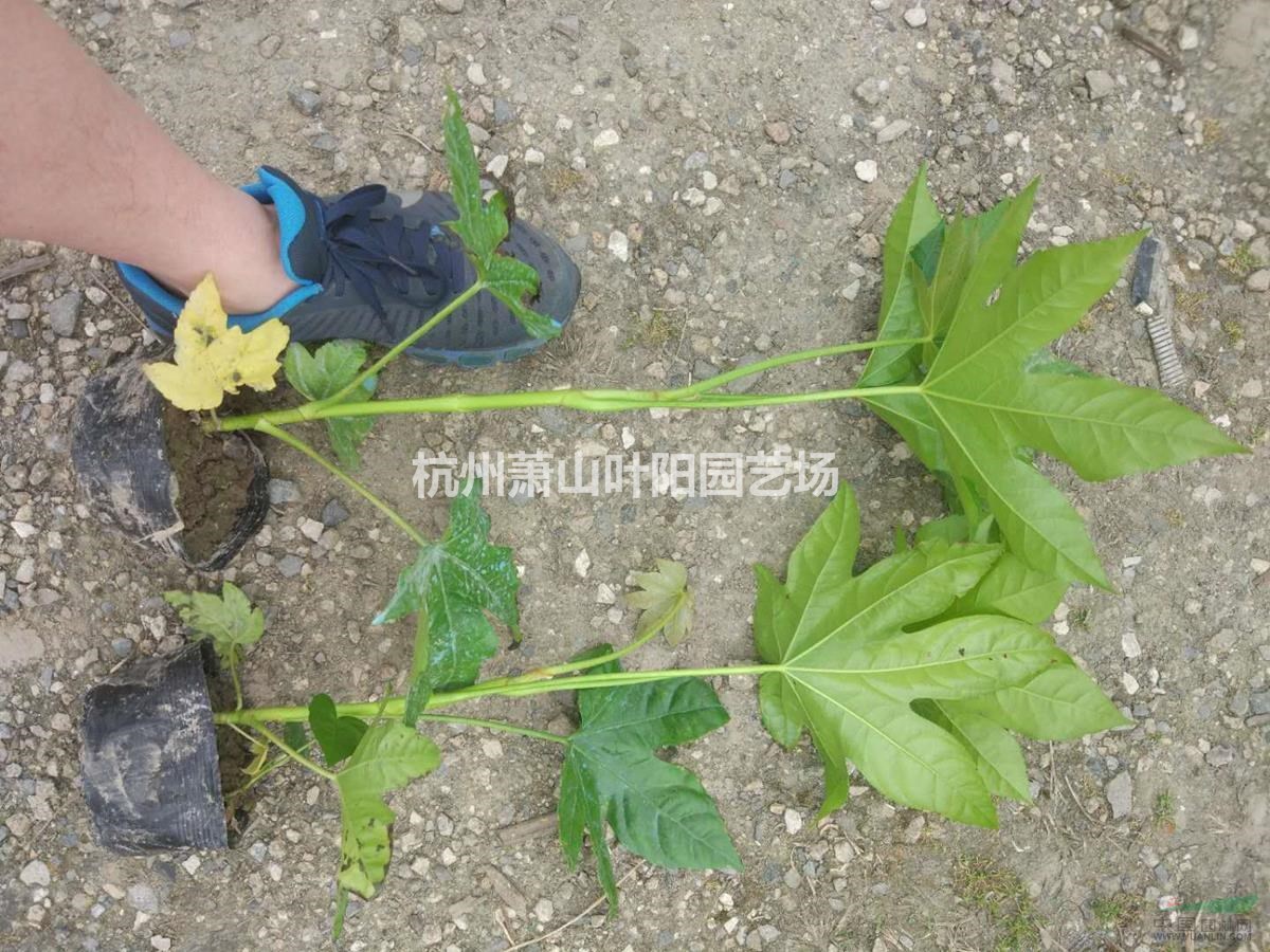 供應(yīng)八角金盤小杯 大杯 及各規(guī)格球類