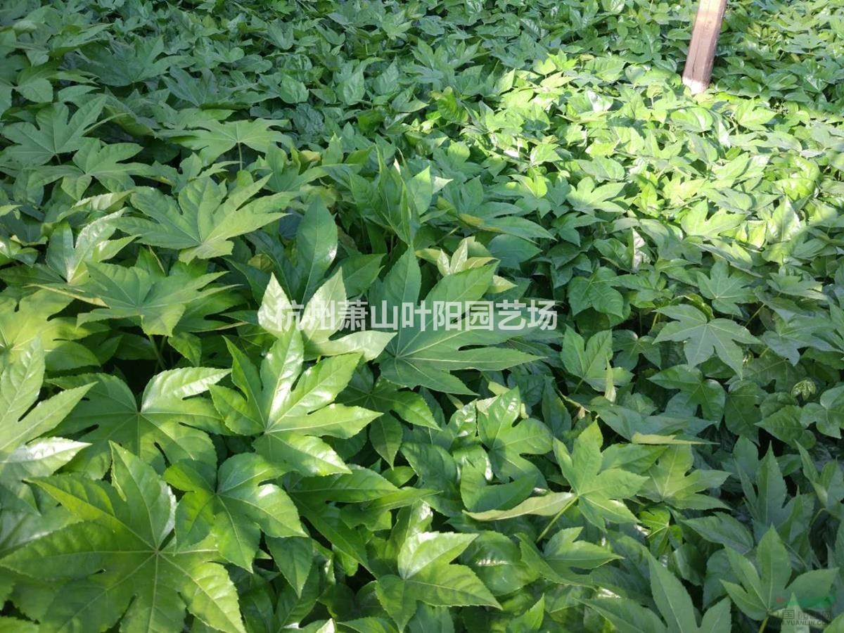 供應(yīng)八角金盤小杯 大杯 及各規(guī)格球類
