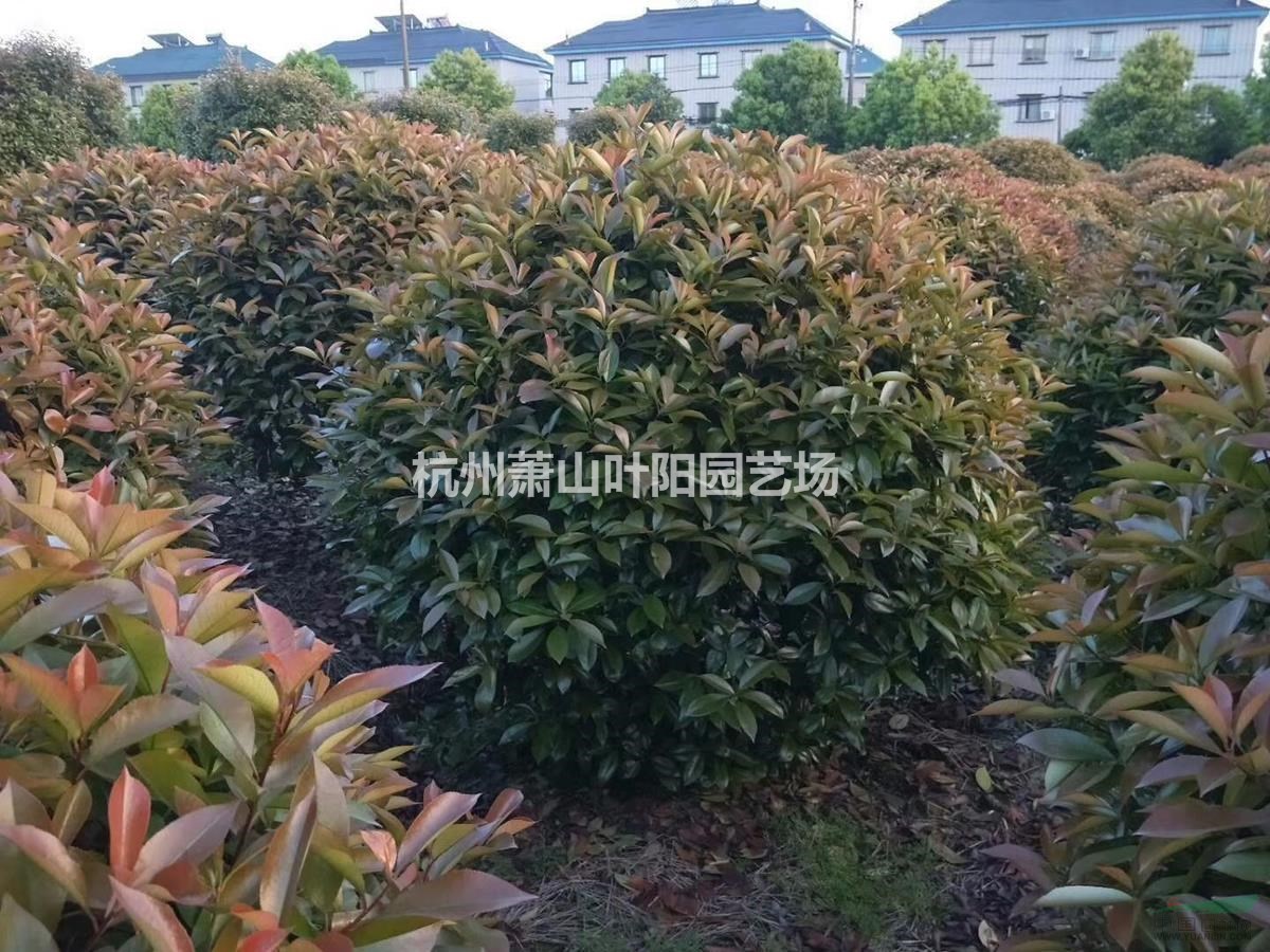 供應(yīng)精品紅葉石楠球各規(guī)格