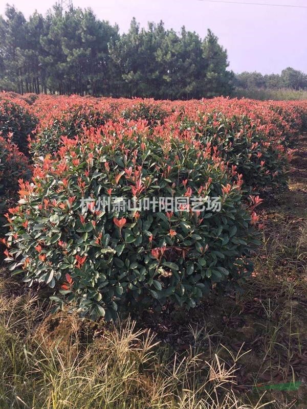 供應(yīng)精品紅葉石楠球各規(guī)格