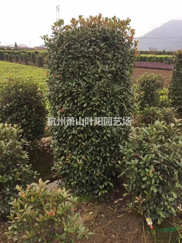 供應各規格精品紅葉石楠柱