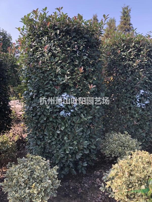 供應各規格精品紅葉石楠柱