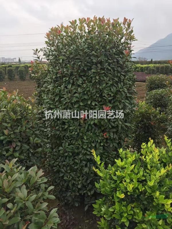 供應各規格精品紅葉石楠柱