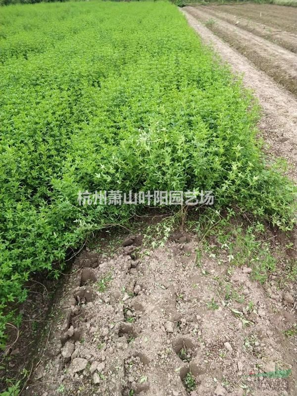 供應黃馨色塊苗 小毛球 及球類