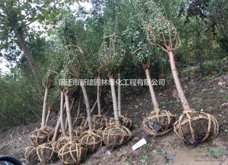 綠梅批發(fā)價(jià)處理 精品綠梅出售 江蘇5公分綠梅 5公分綠梅