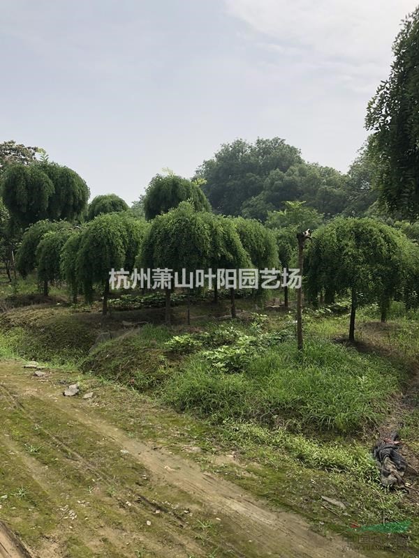 供應各規格精品盤槐 及黃金槐
