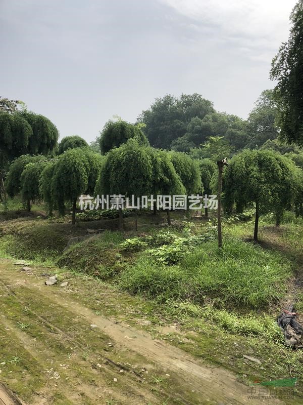 供應各規格精品盤槐 及黃金槐