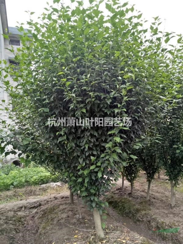 供應叢生及單桿木槿 以及小苗 籬笆苗