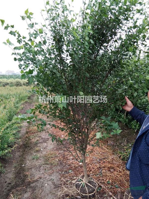 供應叢生及單桿木槿 以及小苗 籬笆苗