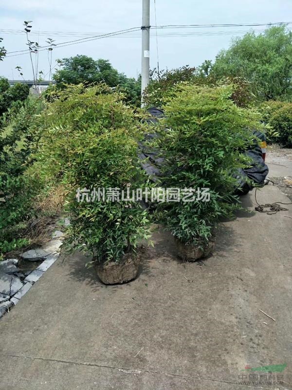 供應南天竹色塊苗 小毛球 以及籬笆苗 柱子苗