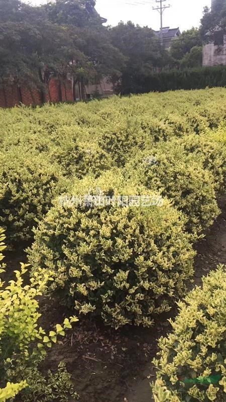 供應精品花葉女貞球 色塊苗 以及小毛球