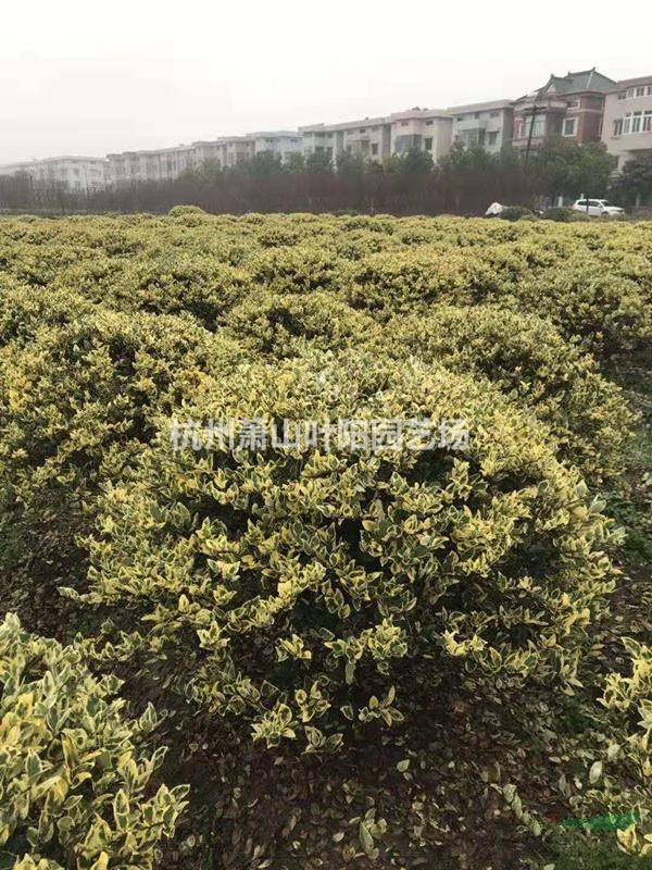 供應精品花葉女貞球 色塊苗 以及小毛球