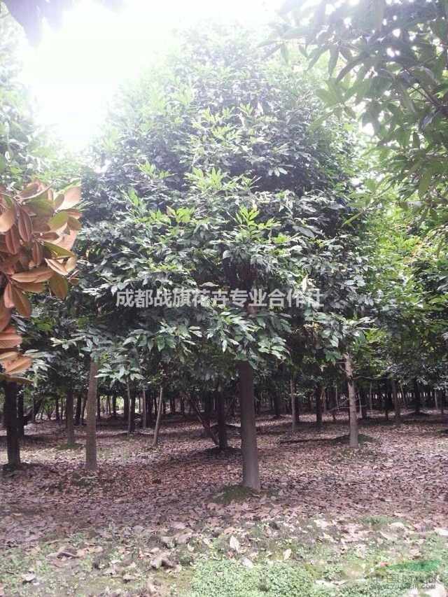 成都天竺桂批發(fā)商，天竺桂行道樹，工程苗，長期供應(yīng)