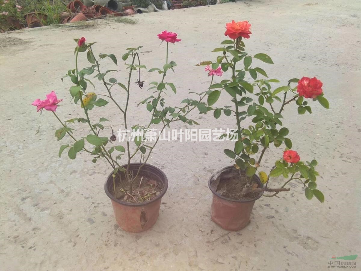 供應(yīng)各品種月季大杯及小杯苗 球類及單桿月季
