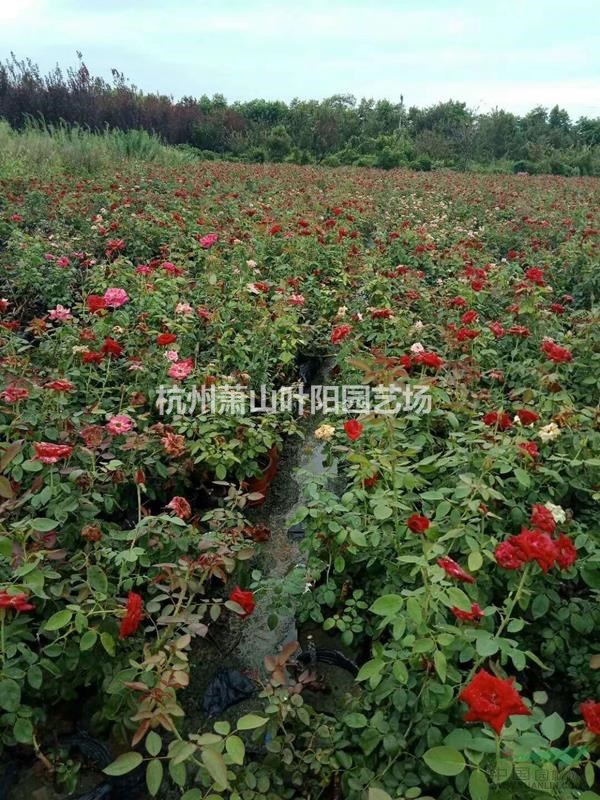 供應(yīng)各品種月季大杯及小杯苗 球類及單桿月季