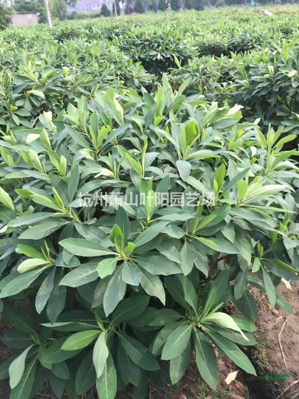 供應結香各規格球類 小苗以及小毛球