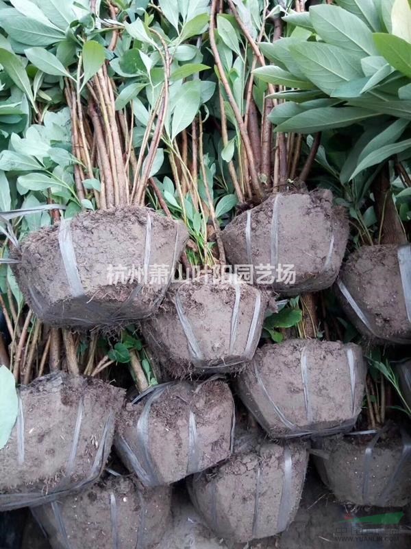 供應結香各規格球類 小苗以及小毛球