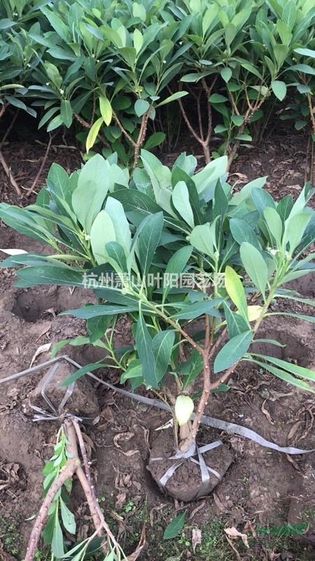 供應結香各規格球類 小苗以及小毛球