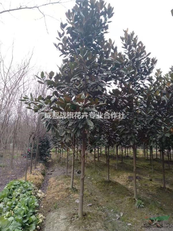 廣玉蘭報價，廣玉蘭基地，移栽廣玉蘭，精品廣玉蘭