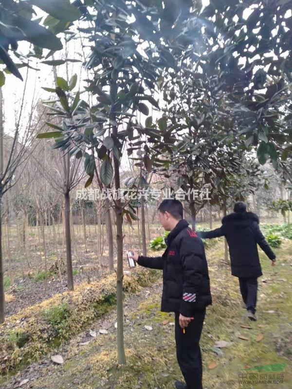 廣玉蘭報價，廣玉蘭基地，移栽廣玉蘭，精品廣玉蘭